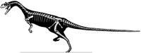 elaphrosaurus.JPG