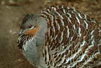 harlequin quail.jpg