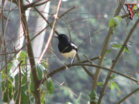 Bird053 Oriental-Magpie-Rob.jpg