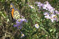 Monarch Butterfly on Aster.jpg