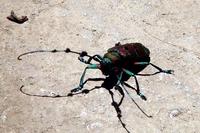 Shoreys beetle.jpg