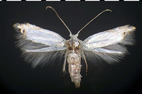 Paraleucoptera albella.jpg