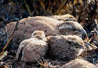 rock bush quail m with chicks ns.jpg
