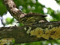 philippine pygmy woodpecker 6147 ro.jpg