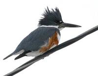 kingfisher~601.jpg