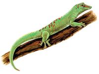 Phelsuma madagascariensis.jpg