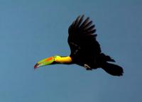 Keel-billed Toucan on the up-flap.jpg