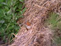 Rusty-cheeked Scimitar Babbler.jpg