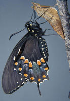 0029sbswallowtail-2.jpg