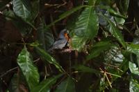Flame-throated Warbler with worm.jpg