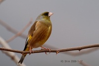 550px-Grey-capped Greenfinch.jpg