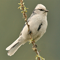 azure-tit-kaz-2007.jpg