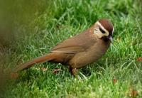 laughingthrush.jpg