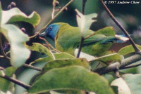 bluemasked leafbird 1 ac.jpg