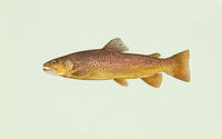 browntrout2.jpg