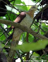 brown cuckoo doveslenderbilled 1 mh.jpg