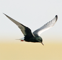 white-winged-tern-kaz-2007.jpg