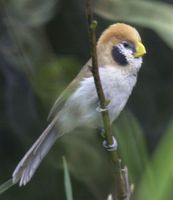 spotbreasted parrotbill 0360 aw.jpg