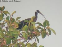 whiteshouldered ibis 1 pm.jpg