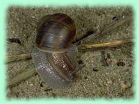 especes escargot corse.jpg