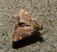 moth5138.jpg