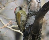 woodpecker oa.jpg