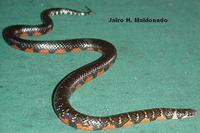 Liophis breviceps.jpg