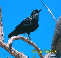 corvus capensis vrana.jpg