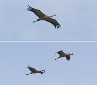 cranes comp.jpg