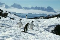 cormorant-island-penguins-446272-ga.jpg