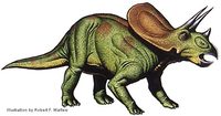 walters torosaurus.jpg