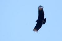Black vulture.jpg