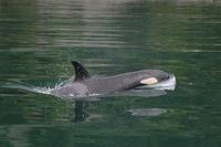 orca green robinwbaird-cascadiaresearch.jpg