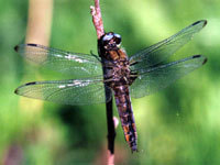 InsectScarceChaserDragonfly.jpg