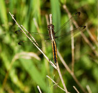 libellula cyanea5369.jpg