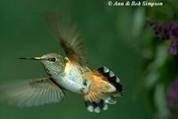rufous hummingbird f ras.jpg