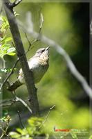 060416 Eurasian Wryneck0043.jpg