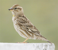 rock-sparrow-kaz.jpg