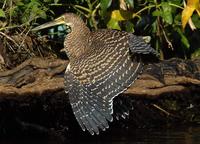 Bare-throated Tiger Heron fanned out.jpg