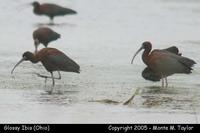 ibis glossy 2a.jpg