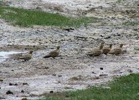 Pallas Sandgrouse B.jpg