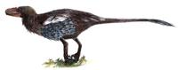 dromaeosaurinae.JPG
