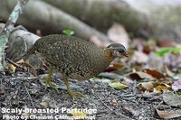 scalybreasted partridge dcc.jpg