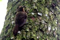 Thrush-like woodcreeper.jpg