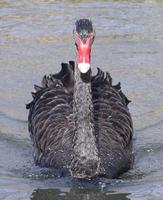 Swan Black3 Perkins.jpg