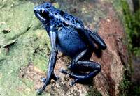 blue-poison-dart-frog.jpg