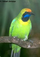 golden-fronted leafbird nd.jpg