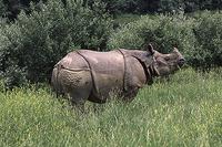 one horned rhino.jpg