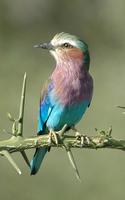 Lilac-breasted Roller 2005-01-10-0236.jpg