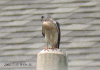 chinese-sparrow-hawk020713-2.jpg